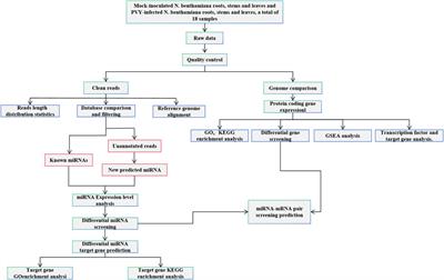 Unraveling the regulatory network of miRNA expression in Potato Y virus-infected of Nicotiana benthamiana using integrated small RNA and transcriptome sequencing